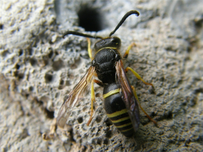 Bee Cornish Mine