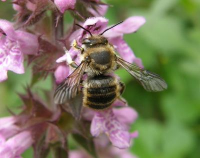 Bee Cornish Mine