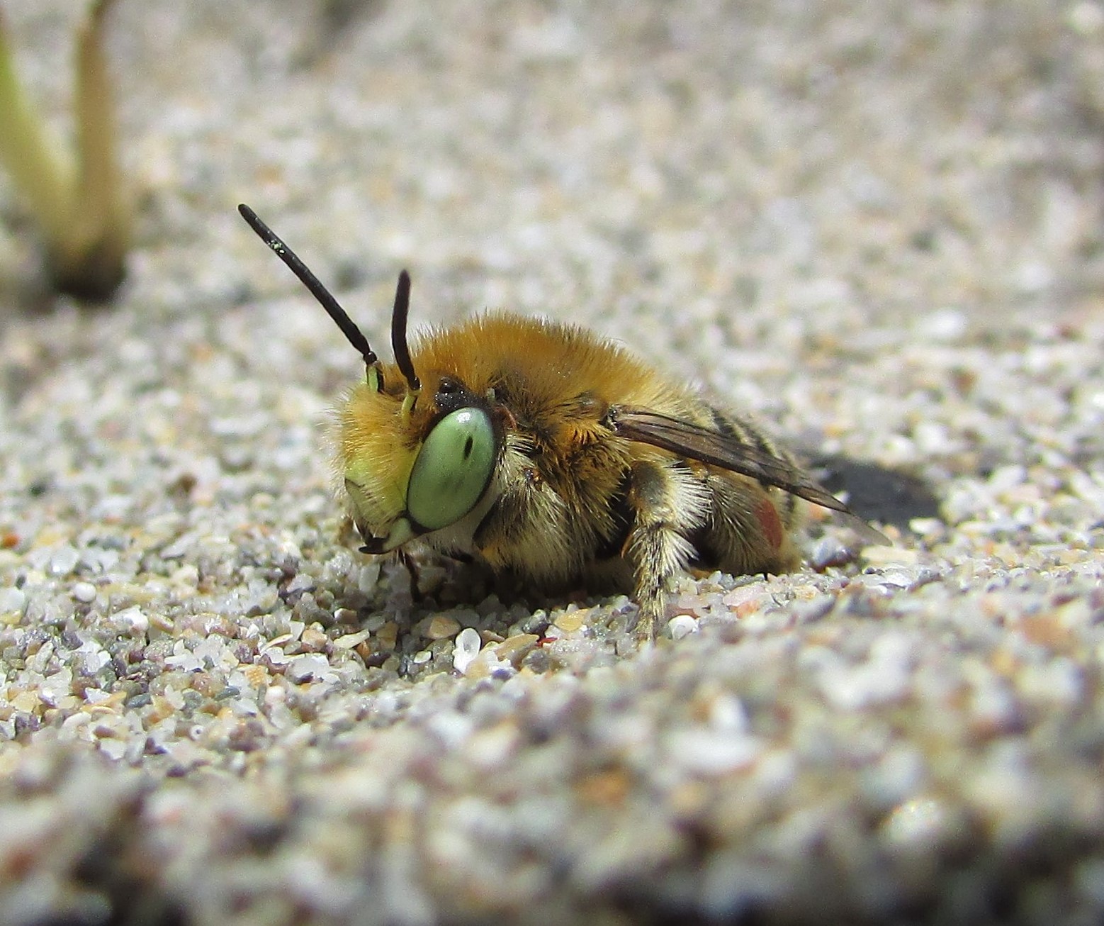 Perkin's Mining Bee