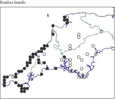 bombis map