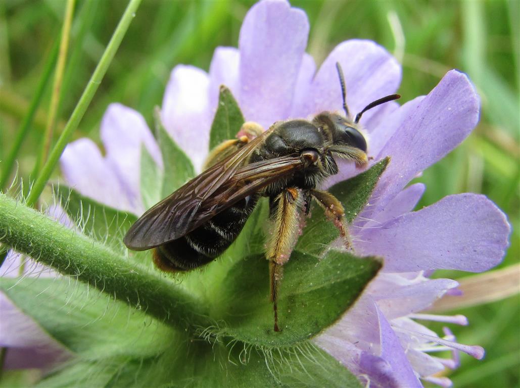 Scabious bee