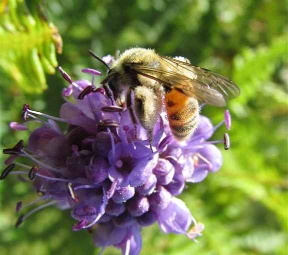 The Small Scabious Bee