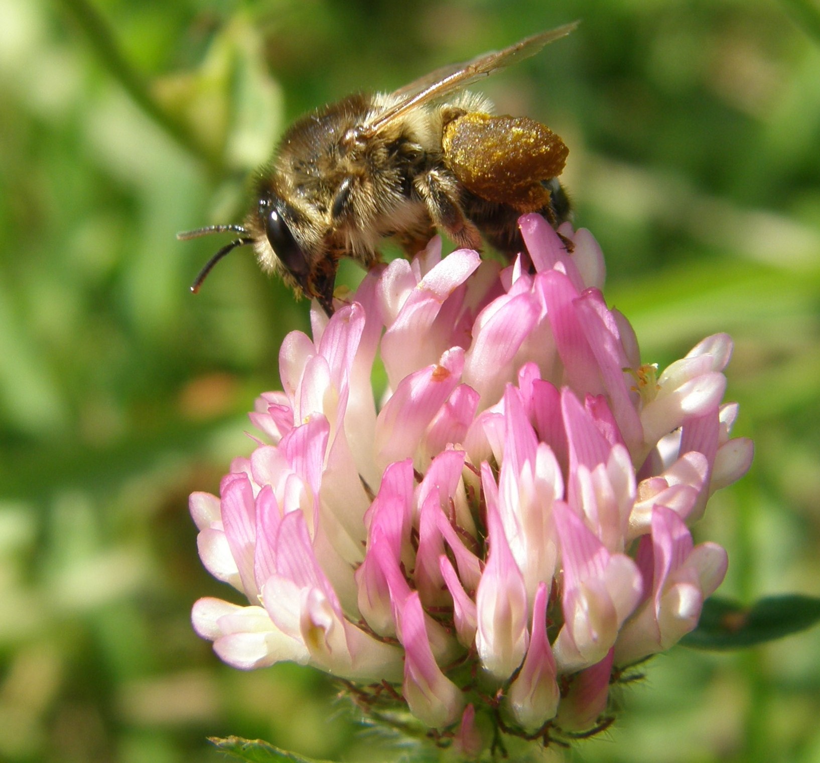 Perkin's Mining Bee