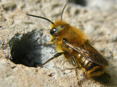 Bees and Flowers