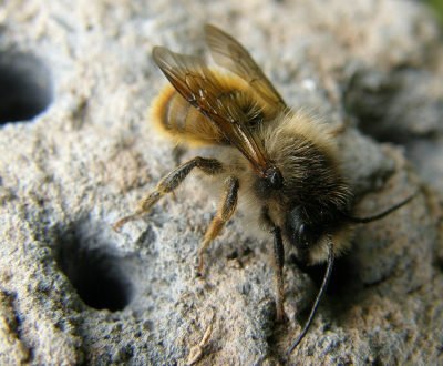 Bees and Flowers