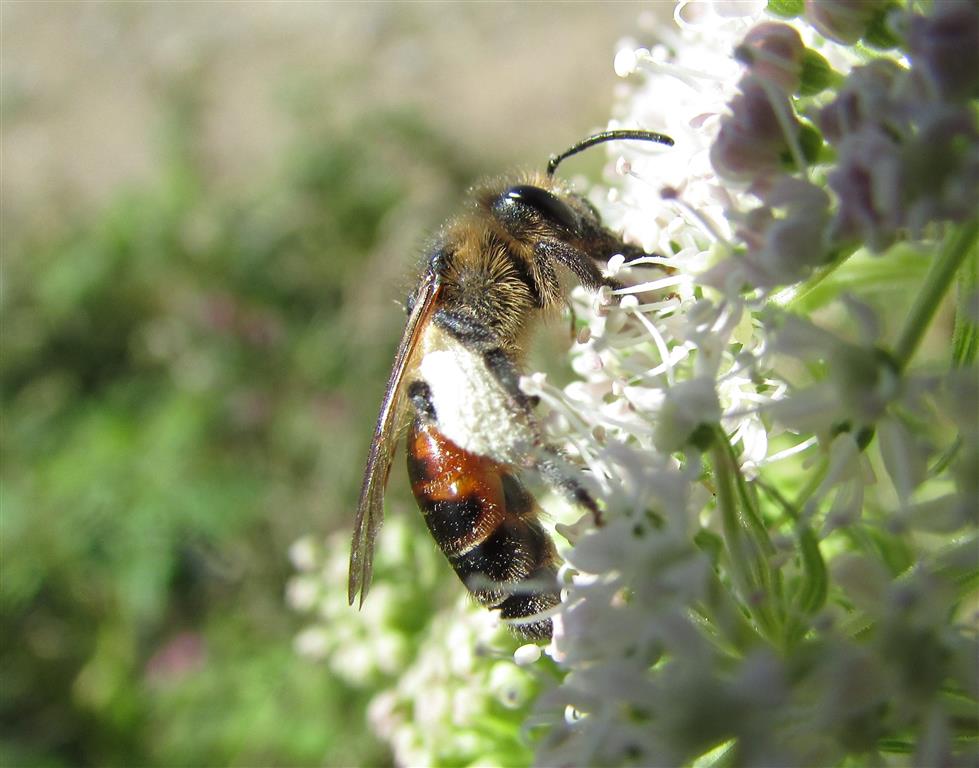 andrena rosae