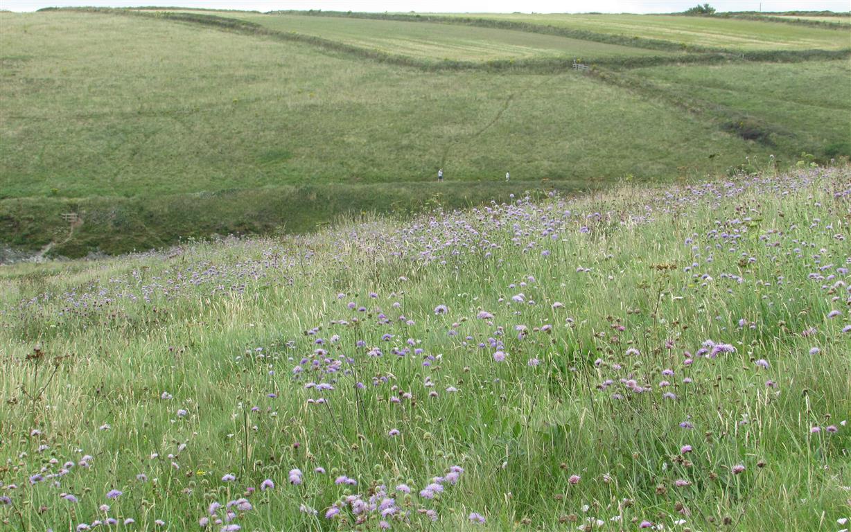 Scabious