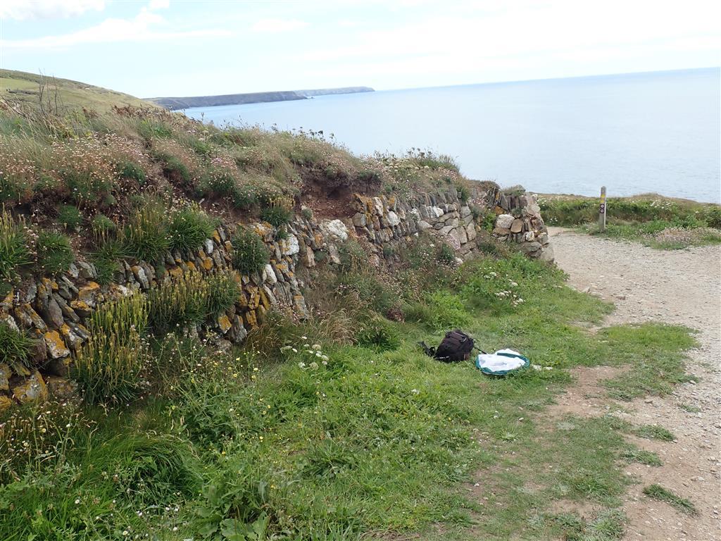 Vipers bugloss, White clover and Birdsfoot trefoil in very lazy garden