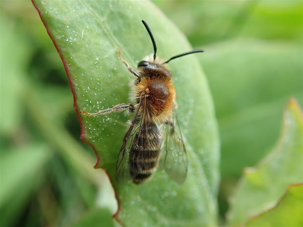 Andrena rosae