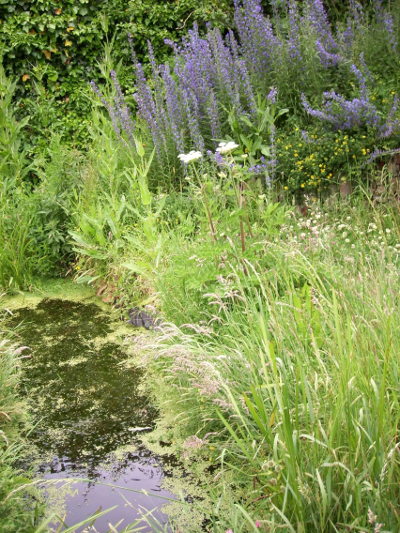 Vipers bugloss, White clover and Birdsfoot trefoil in very lazy garden