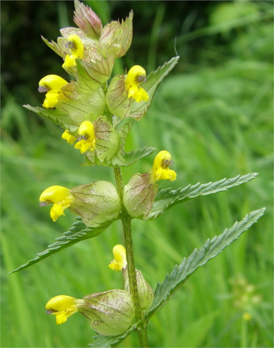 Yellow  rattle